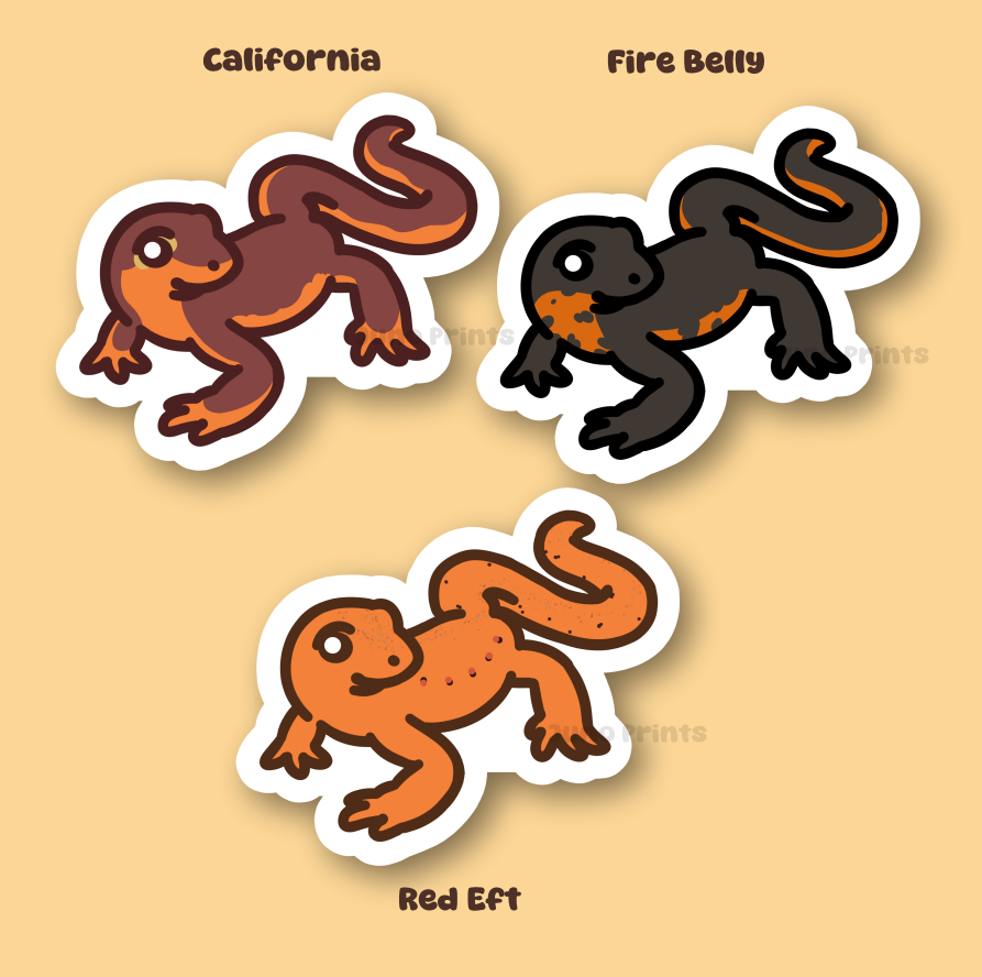 Newts! - 3" Eastern Spotted Red Eft, Fire Belly, or California Newt Salamander Sticker