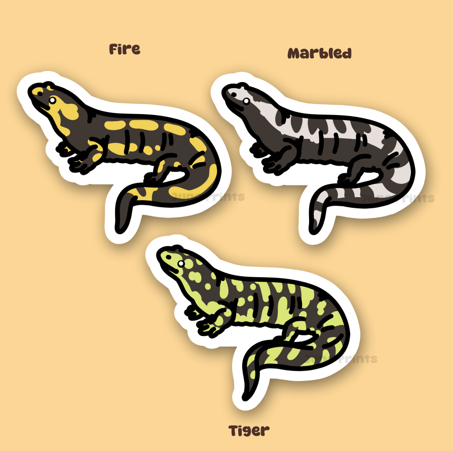 Salamander - 3" Fire, Marbled, or Tiger Salamander Newt Sticker