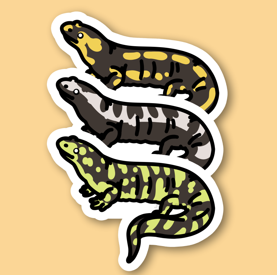 Salamander - 3" Fire, Marbled, or Tiger Salamander Newt Sticker