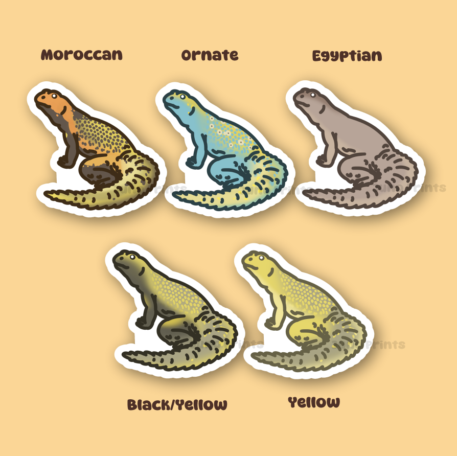 Uromastyx - 3" Spiny-Tailed, Uromastyces, Mastigures, Dabb Lizard Sticker