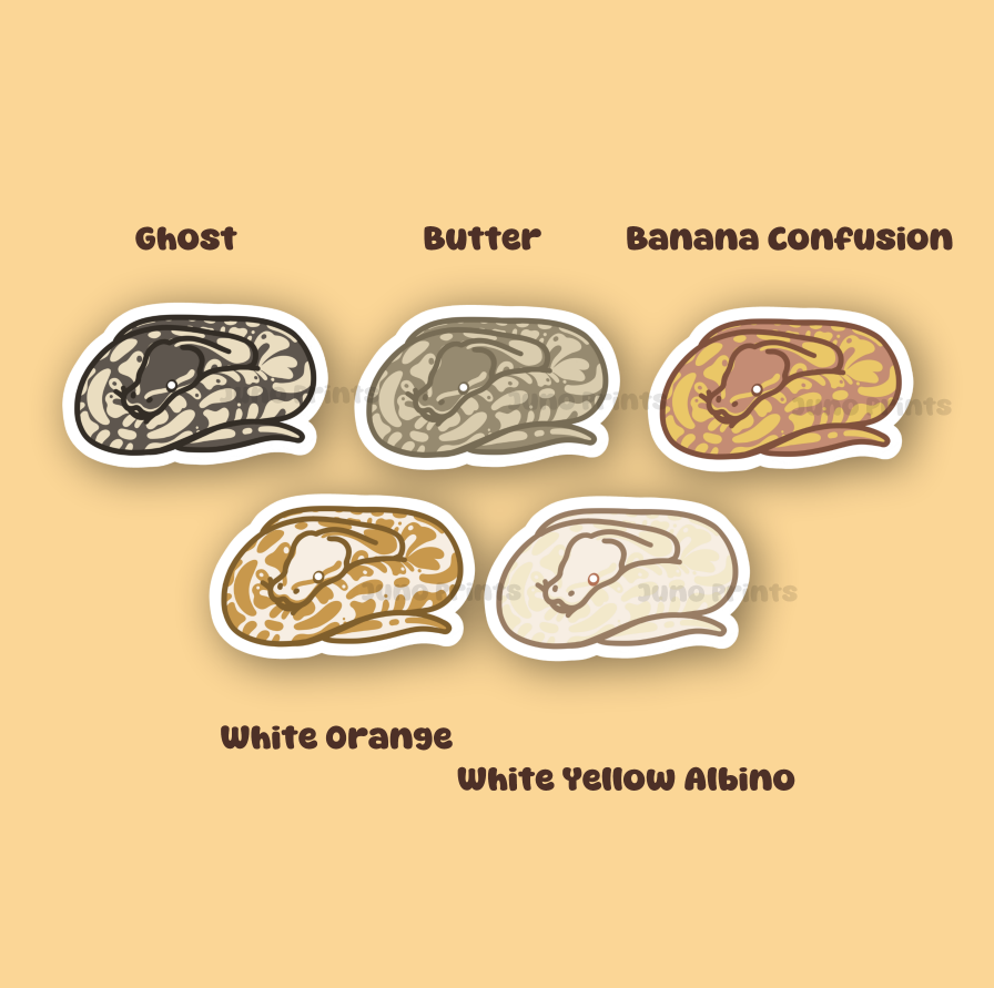 Ball Pythons - 3" Waterproof, UV-Resistant Sticker or 2" Acrylic Keychain - Normal Pattern, Color Morphs, Piebald Pied