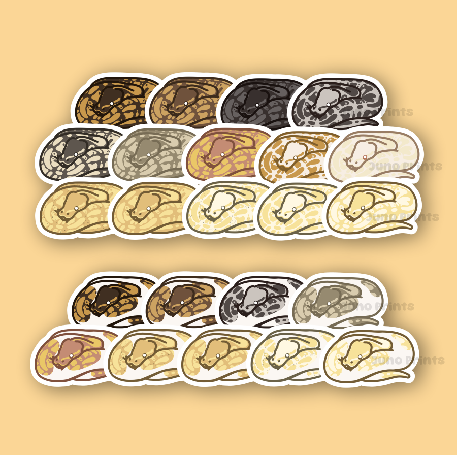 Ball Pythons - 3" Waterproof, UV-Resistant Sticker or 2" Acrylic Keych ...