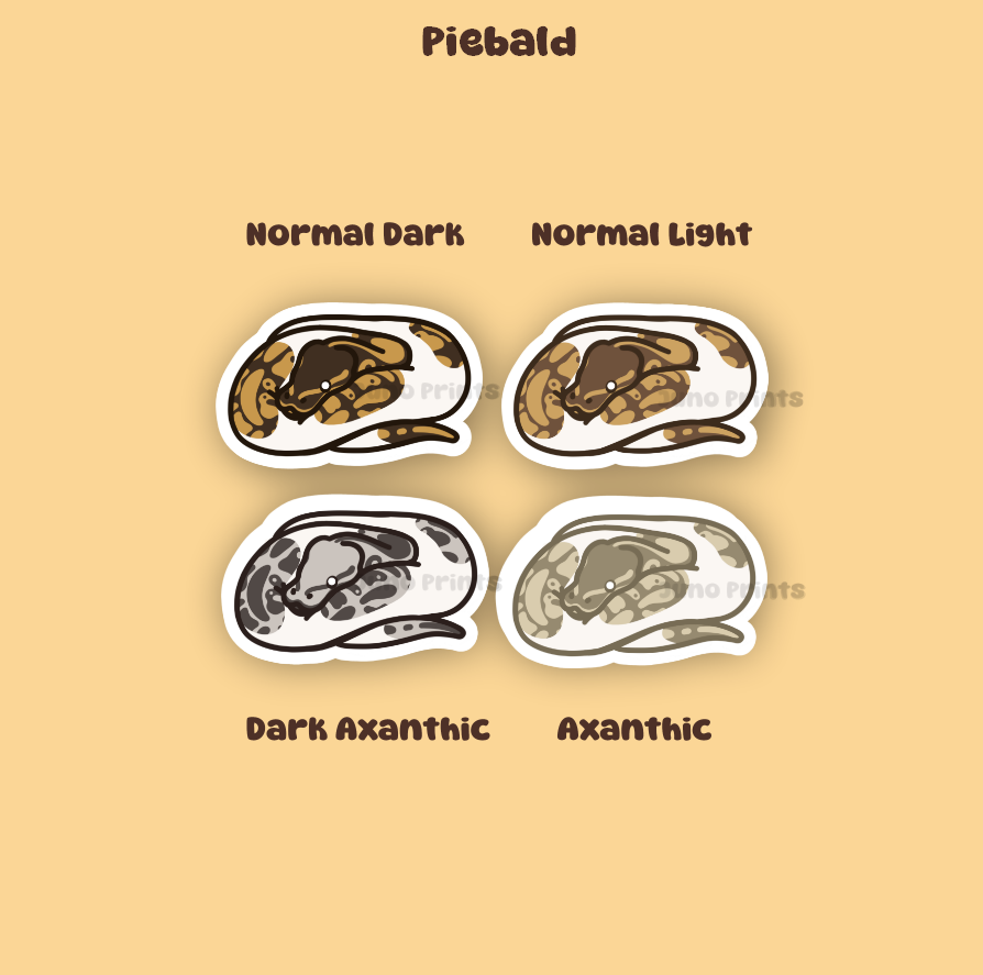 Ball Pythons - 3" Waterproof, UV-Resistant Sticker or 2" Acrylic Keychain - Normal Pattern, Color Morphs, Piebald Pied