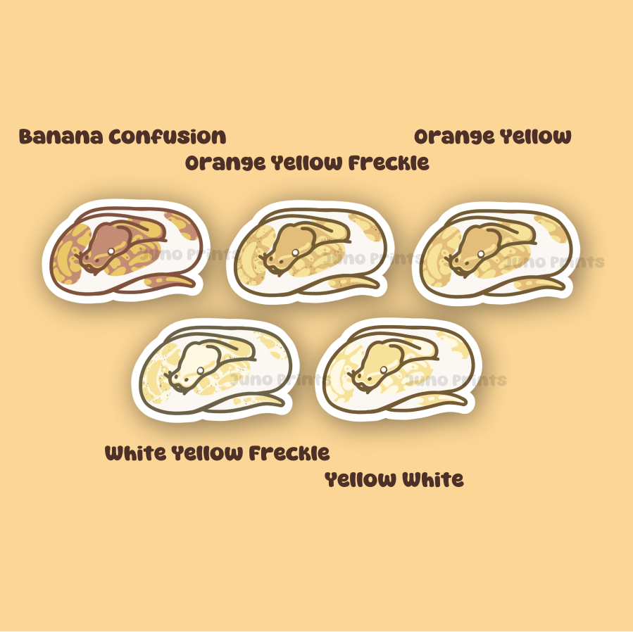 Ball Pythons - 3" Waterproof, UV-Resistant Sticker or 2" Acrylic Keychain - Normal Pattern, Color Morphs, Piebald Pied