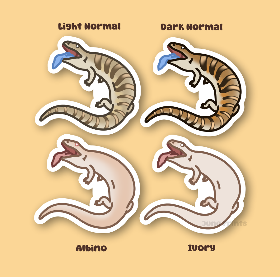 Blue Tongue Skink - 3" Normal, Albino, Ivory, Bluey Skinks