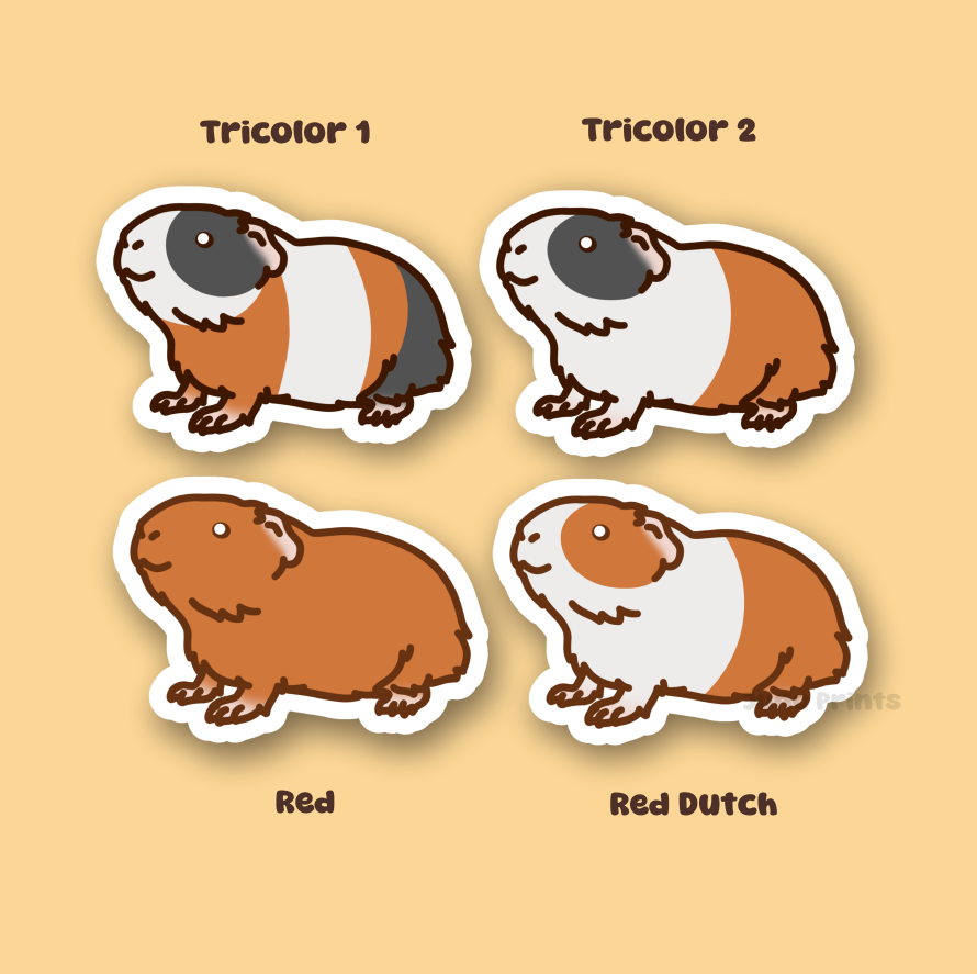 Guinea Pig Sticker - 3" Rodent Sticker - American or Hairless/Skinny Pig/BaldwinS