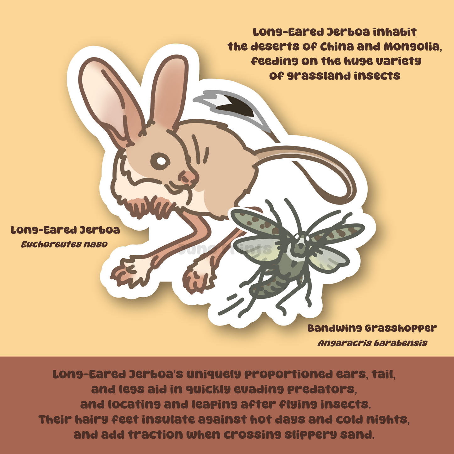 Long-Eared Jerboa and Bandwing Grasshopper - 3" Sticker Wildlife