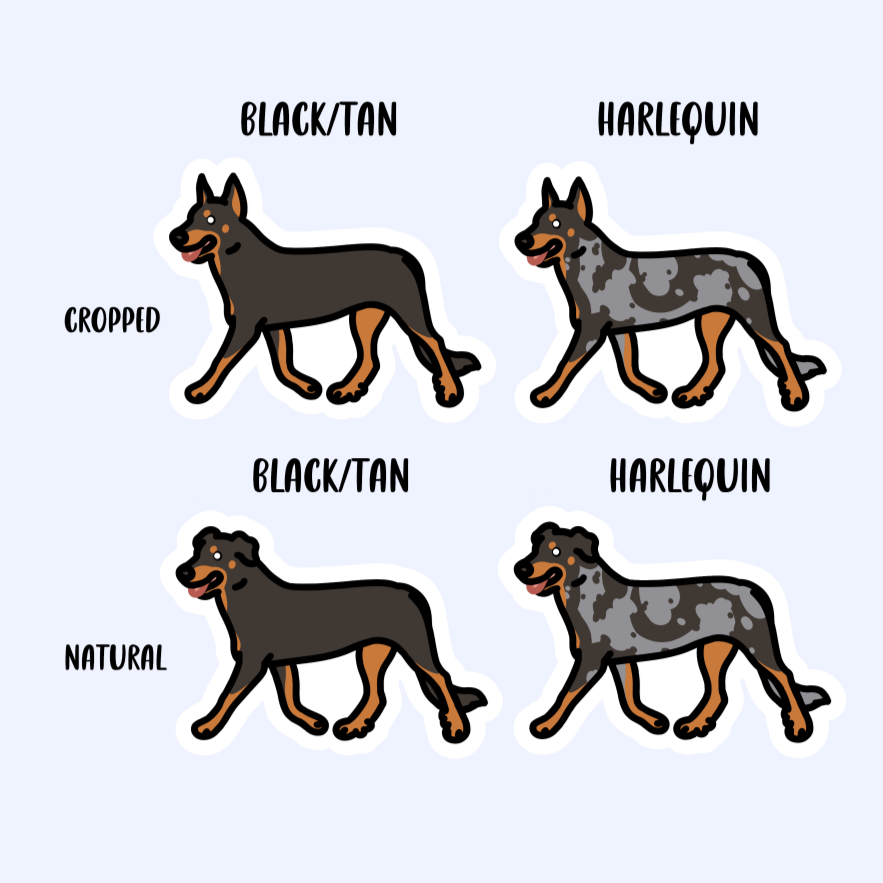 Beauceron Dog French Shepherd Sticker - 3" Waterproof Sticker