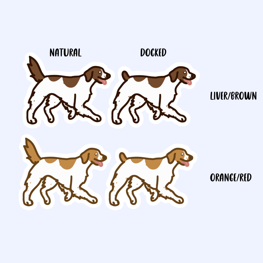 Brittany Dog Sticker - Spaniels/Pointers - 3" Waterproof Sticker