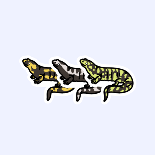 Salamander - 3" Fire, Marbled, or Tiger Salamander Newt Sticker