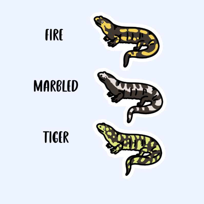 Salamander - 3" Fire, Marbled, or Tiger Salamander Newt Sticker