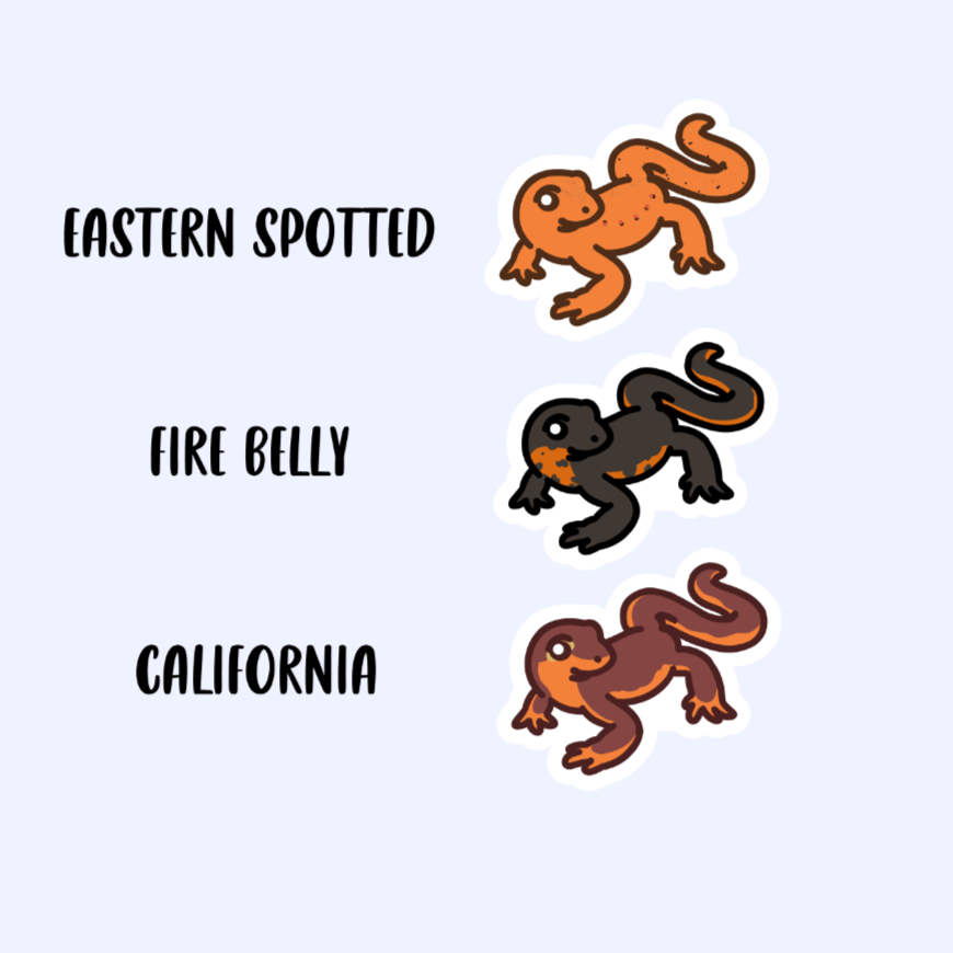 Newts! - 3" Eastern Spotted, Fire Belly, or California Newt Salamander Sticker