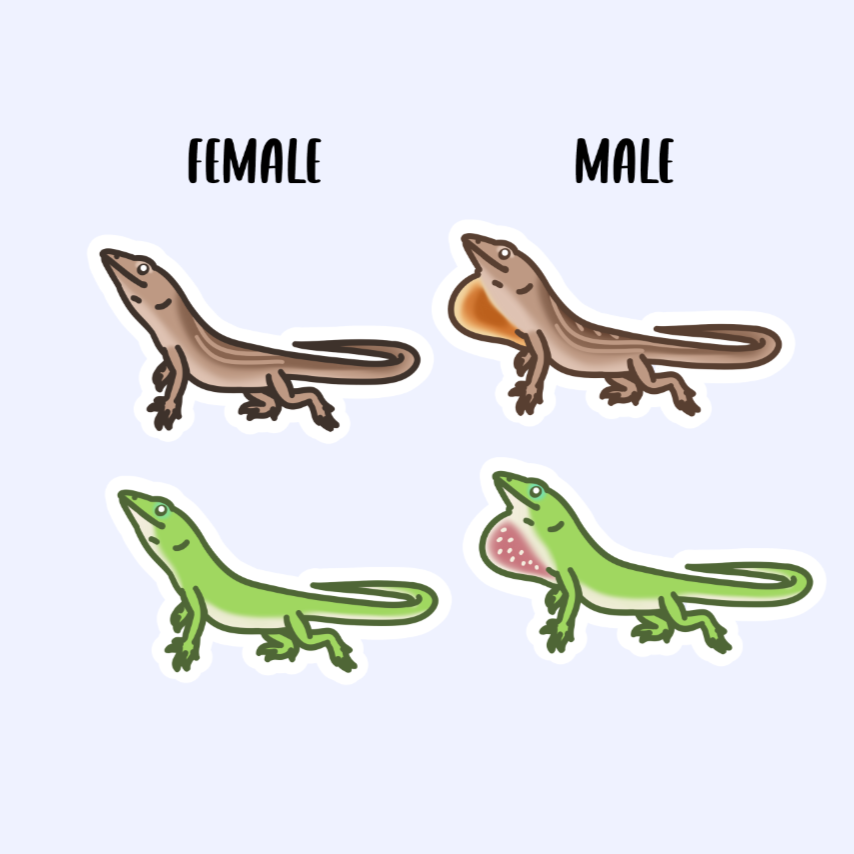 Anoles - 3" Green and Brown Female and Male Anoles Sticker