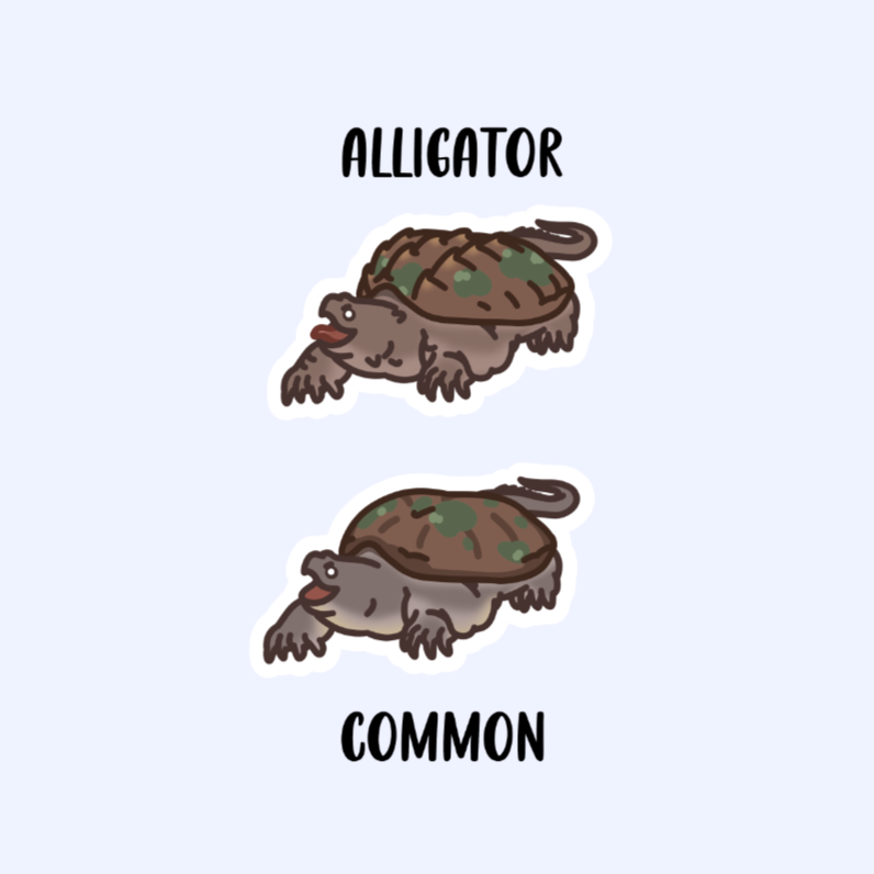 Alligator or Common Snapping Turtle - 3" Snapping Turtle Sticker