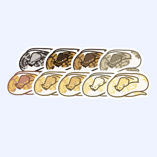 Pied Pattern Ball Python - 3" Royal Python Sticker