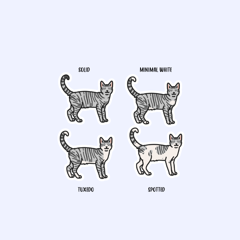 Silver Tabby Shorthair Cats - 3" Cat Stickers